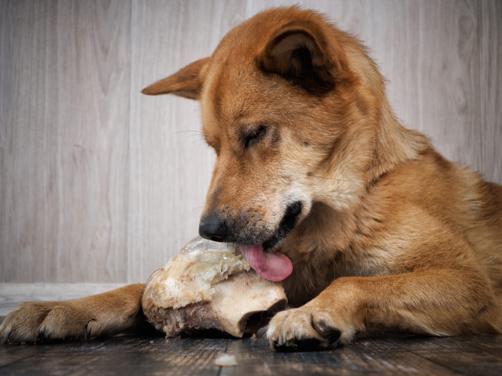 long lasting chews like beef knuckles are phenomenal