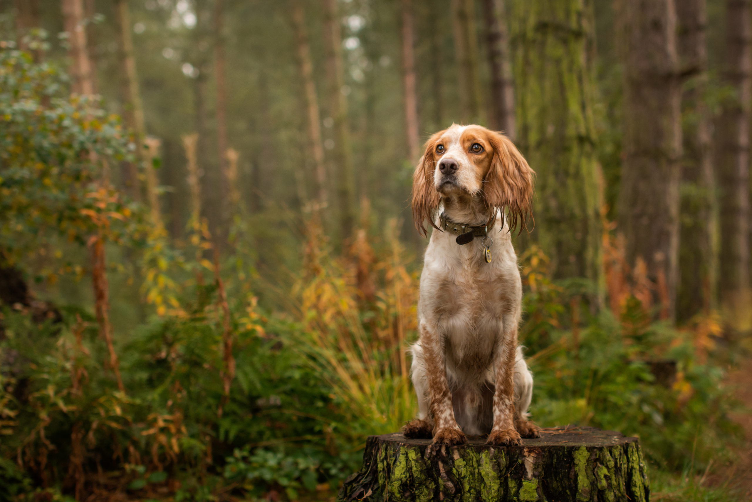 Cocker spaniel puppy