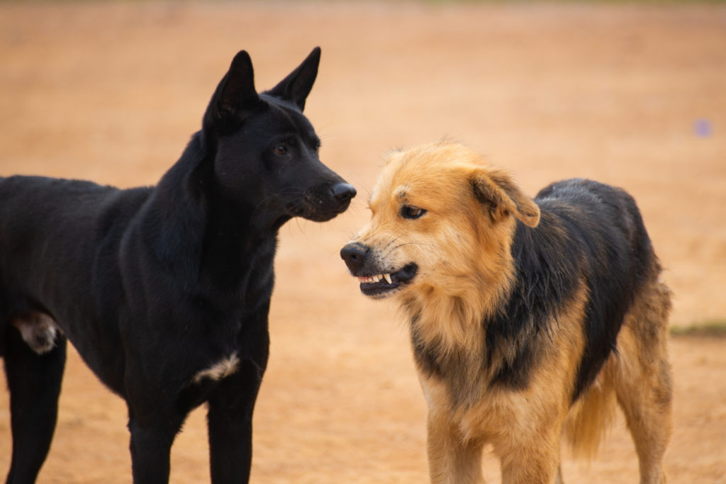 sometimes fights are avoidable, and here we can see the black and tan dog trying to warn the other dog to leave them alone