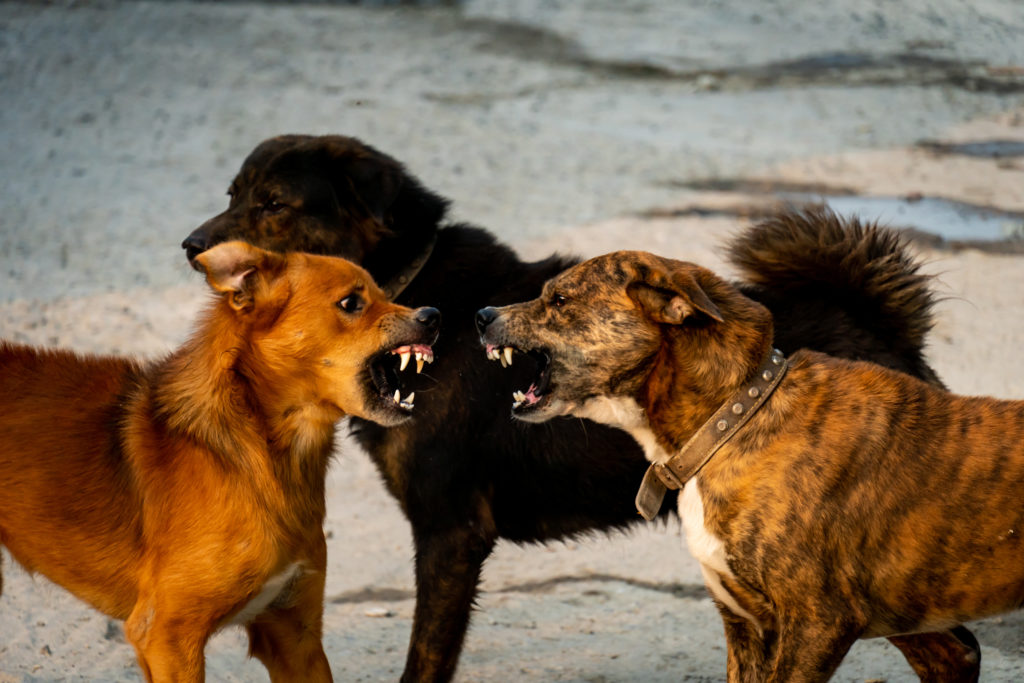 dog fights escalate quickly, and can come from almost nowhere