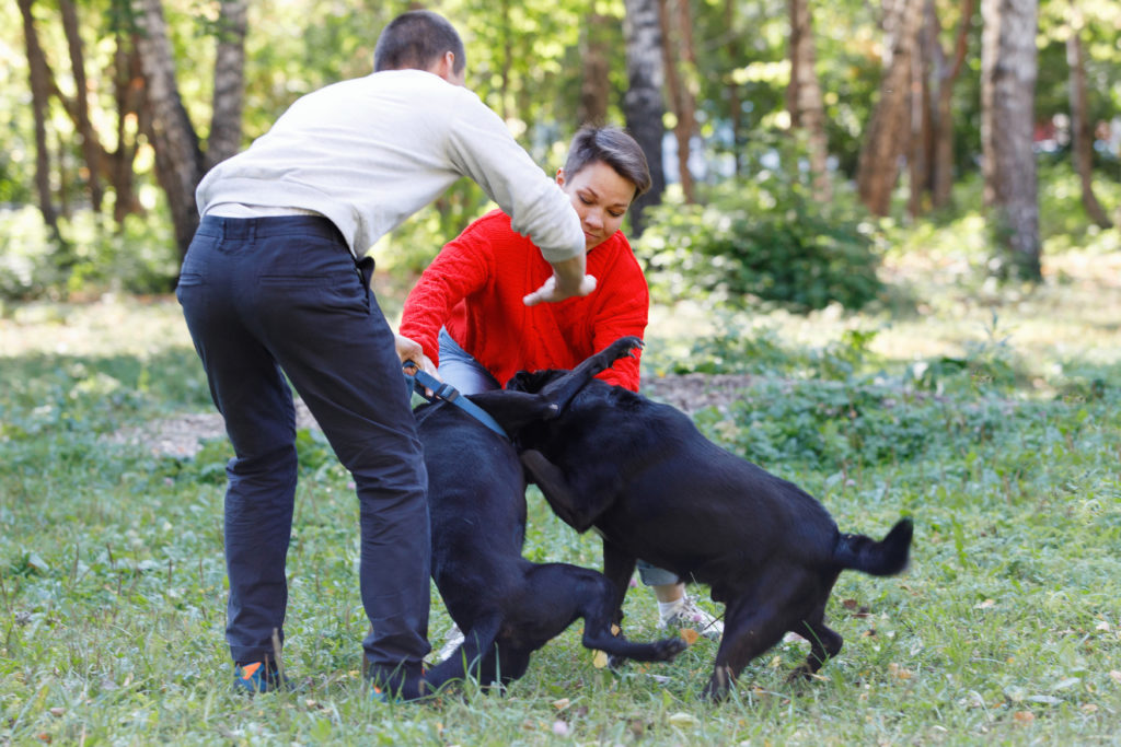ideally a dog fight is the last thing you want to happen. But they do happen - so knowing what to do with that Cortisol spike? Is really important.