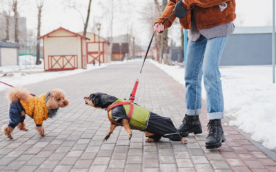 Is There A Difference Between Reactivity & Aggression?