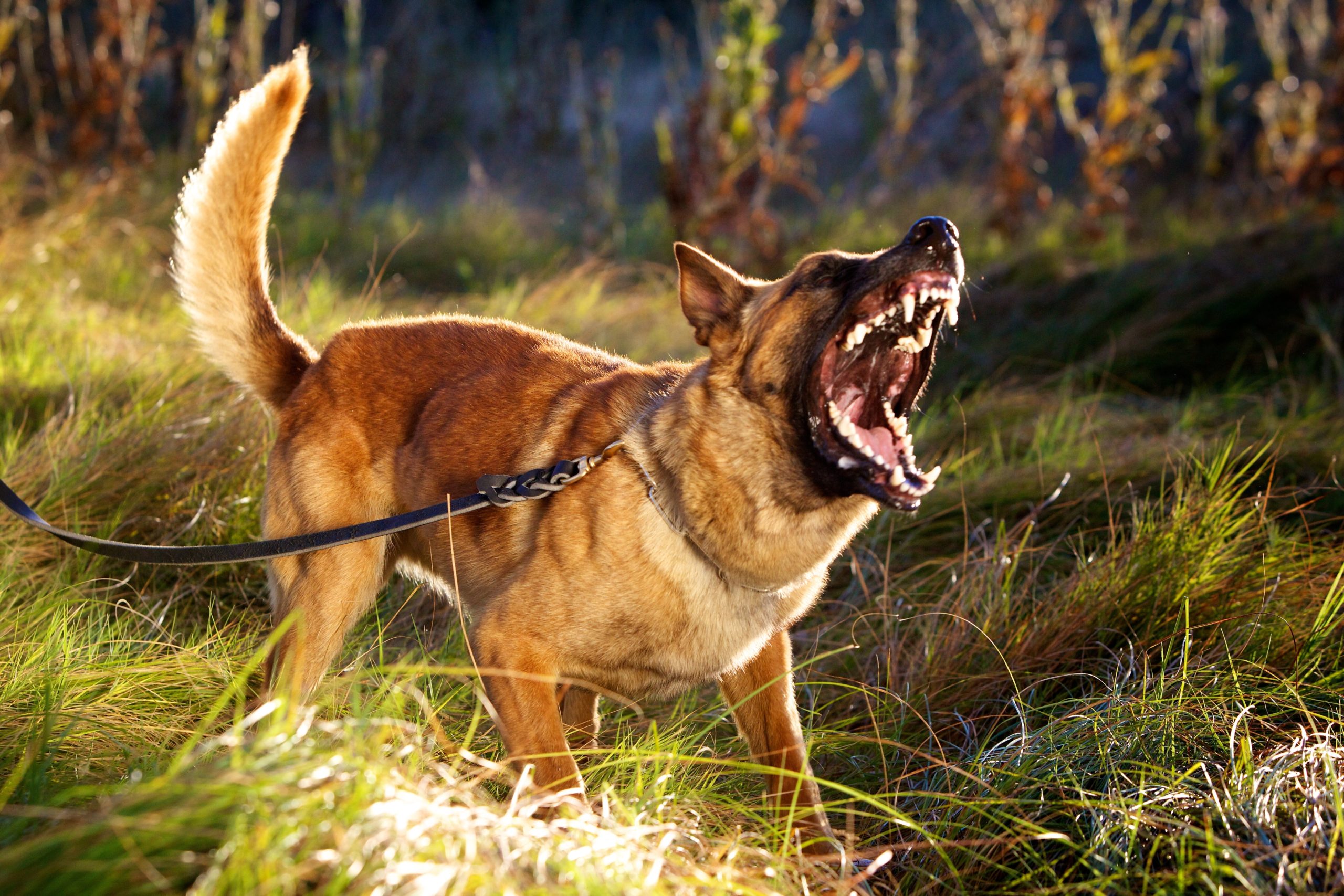 reactive malinois on leash barking aggressively