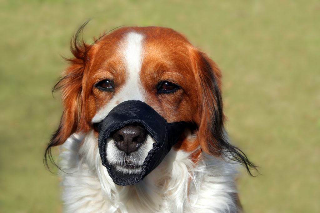 dog wearing an inappropriate muzzle. Fabric muzzles are not acceptable for dogs