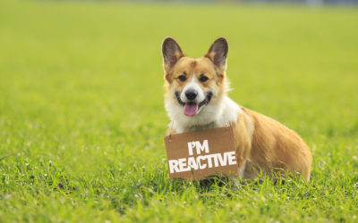 Using Labels With Your Dog