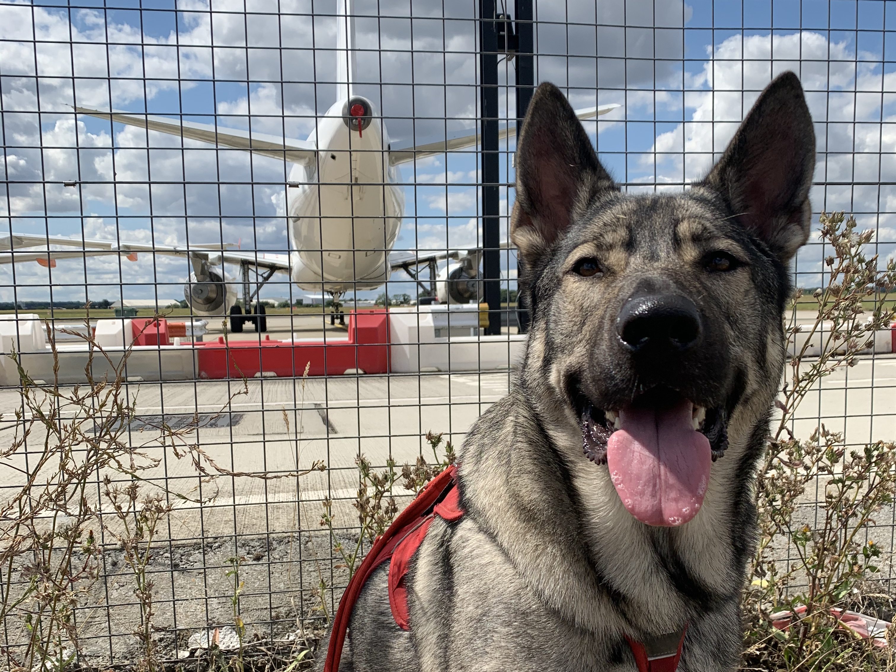 Indie at our former local airport practicing for our international travel