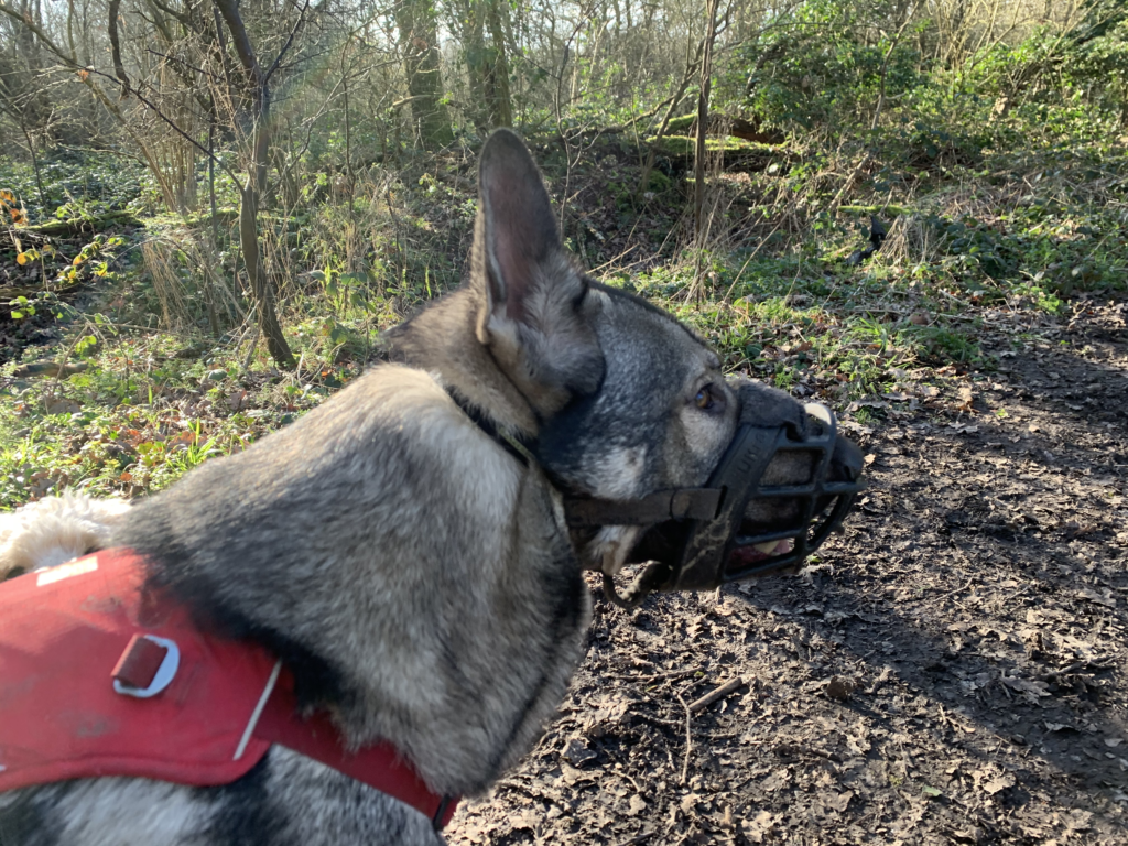 Indie the German Shepherd wearing a baskerville ultra muzzle