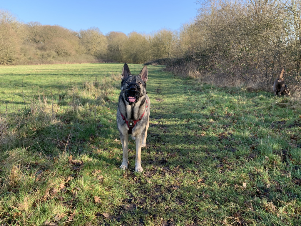 One of the things I love about muzzles, is that you can use them to give your dog a little more freedom without risk to others.