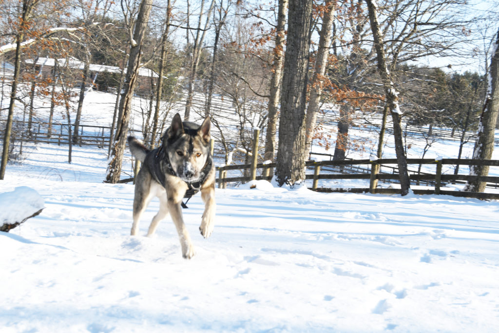 Indie in the OneTigris harness xdestroyer