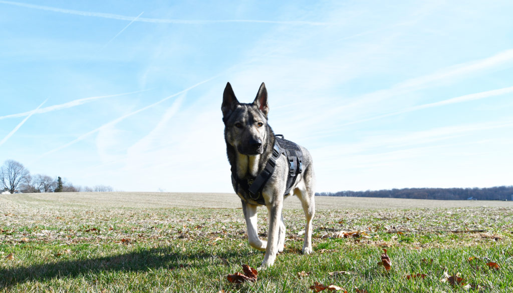Indie wearing the OneTigris xdestroyer harness