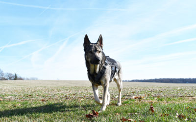 OneTigris XDestroyer K9 Tactical Harness for Dogs – An Honest Review.