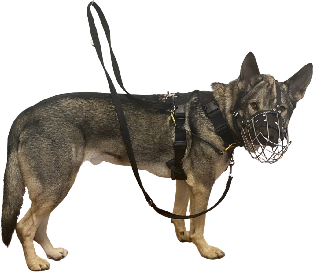 Indie German shepherd cross wearing the perfect equipment for a reactive dog