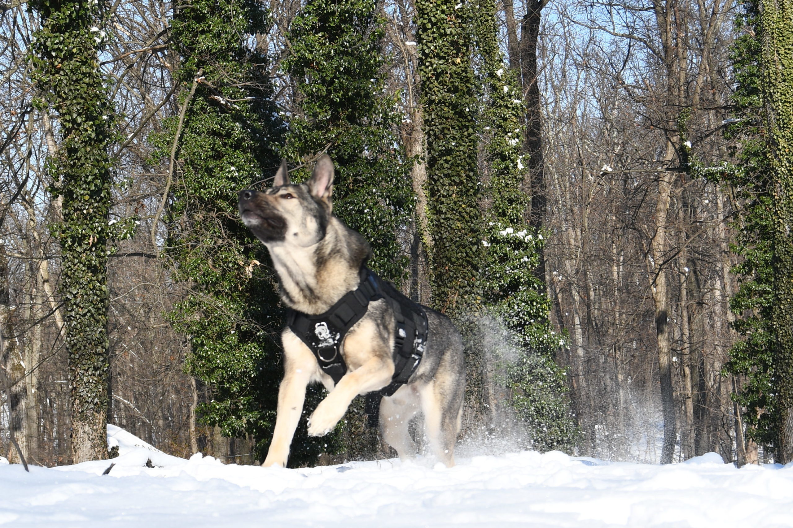 Indie in the snow in OneTigris XDestroyer Harness