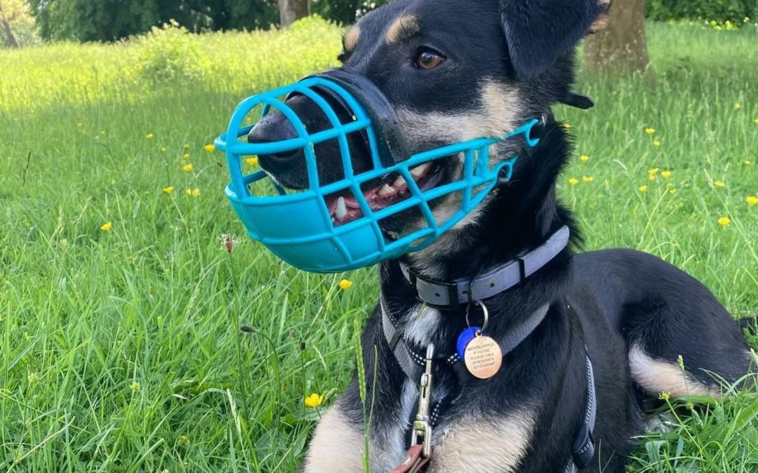 Fearful Friday: Neo The Reactive Rescue Pup!