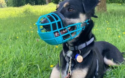 Fearful Friday: Neo The Reactive Rescue Pup!