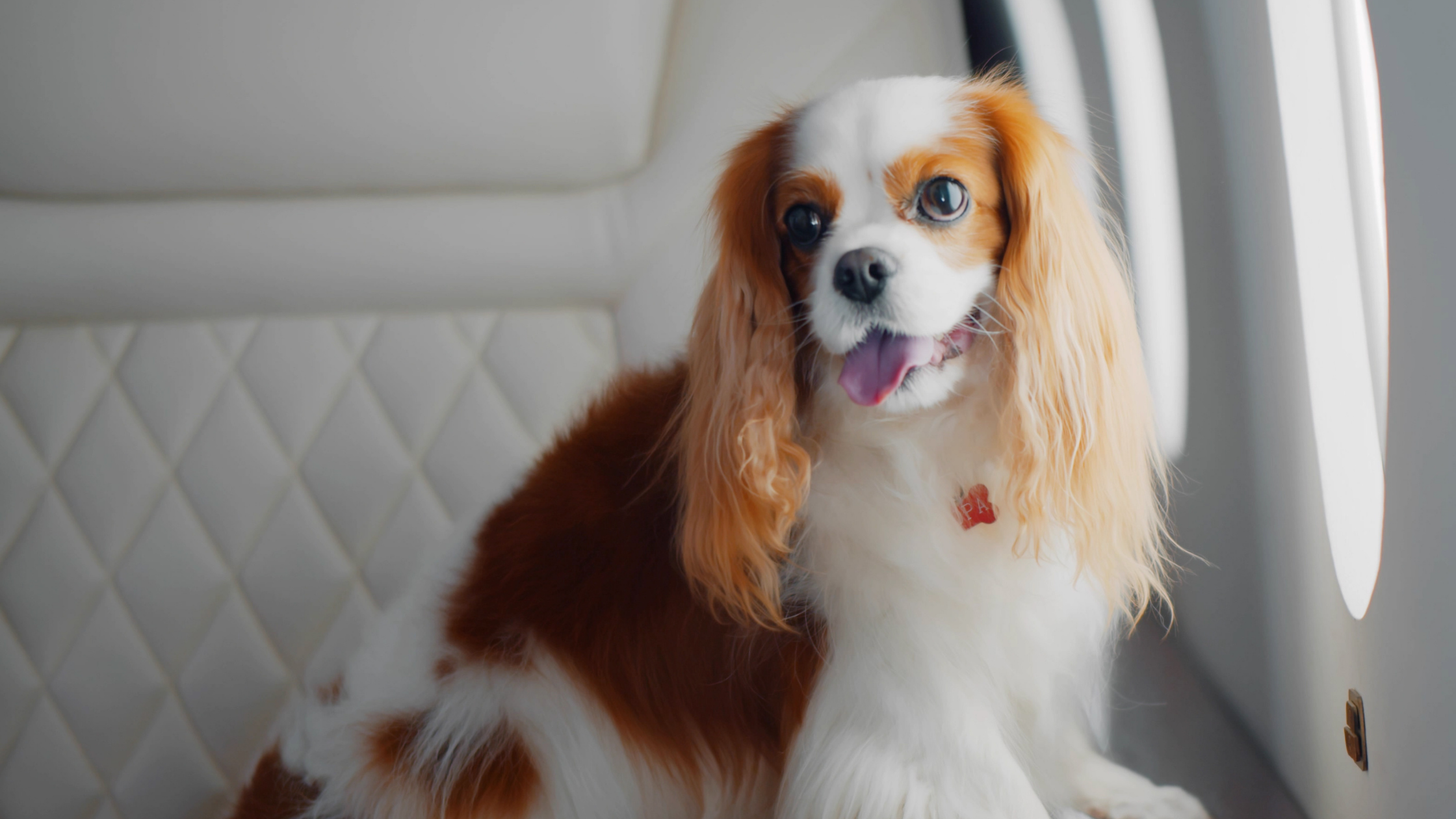 bark day air travel with your dog plane airport training