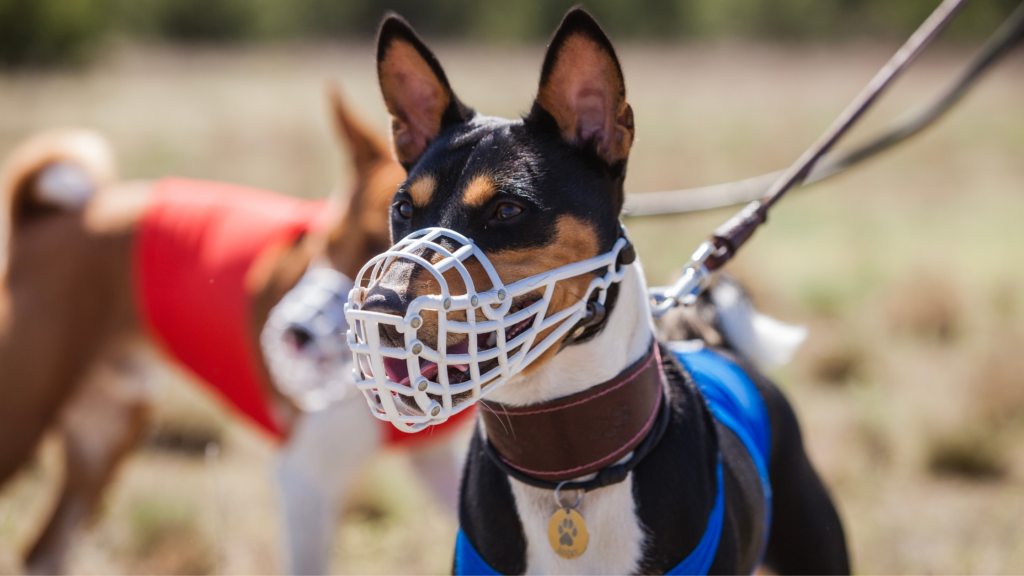 Basenji wearing a plastic muzzle