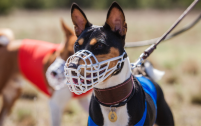 5 Things You Should Know About Muzzled Dogs