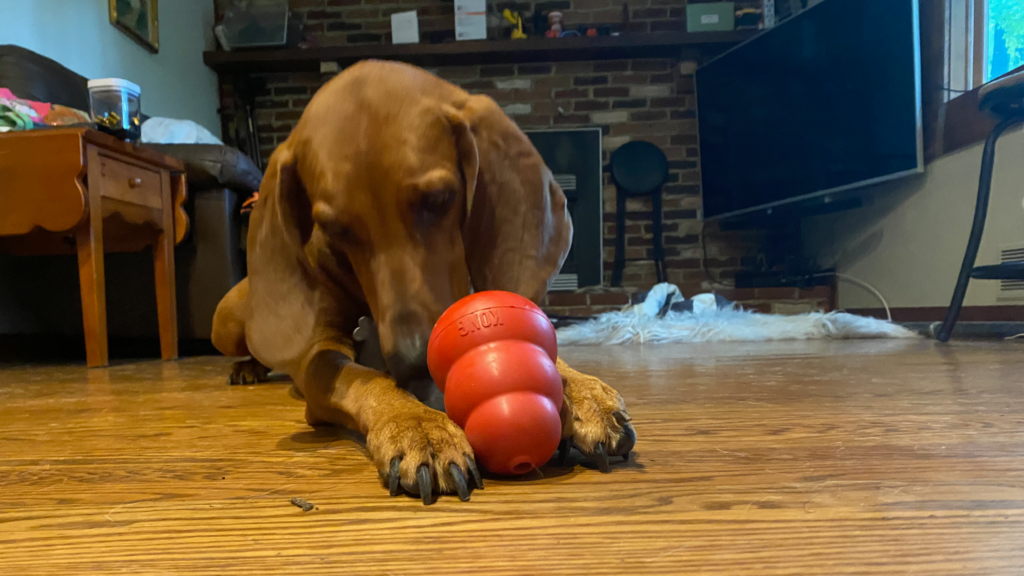 Shelby using her kong - she loves these and they create a wonderful moment of relaxation for a high energy dog