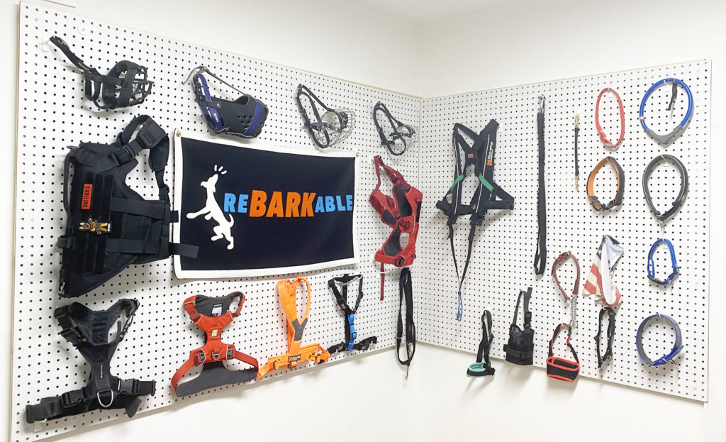 all the dog equipment i've been testing with indie, my reactive dog