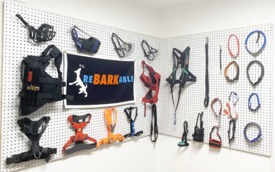 Best Equipment For Large Reactive Dogs 2024