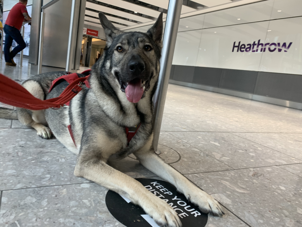 Indie at Heathrow international airport
