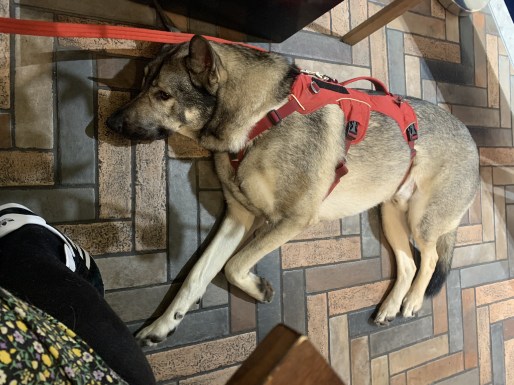 Indie relaxing in Heathrow airport before our flight
