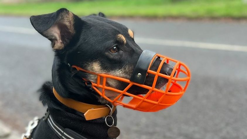 Neo The Reactive Rescue Pup tells his story for Fearful friday