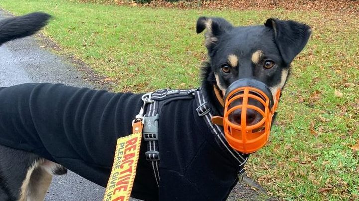 Neo The Reactive Rescue pup interviewed for fearful friday