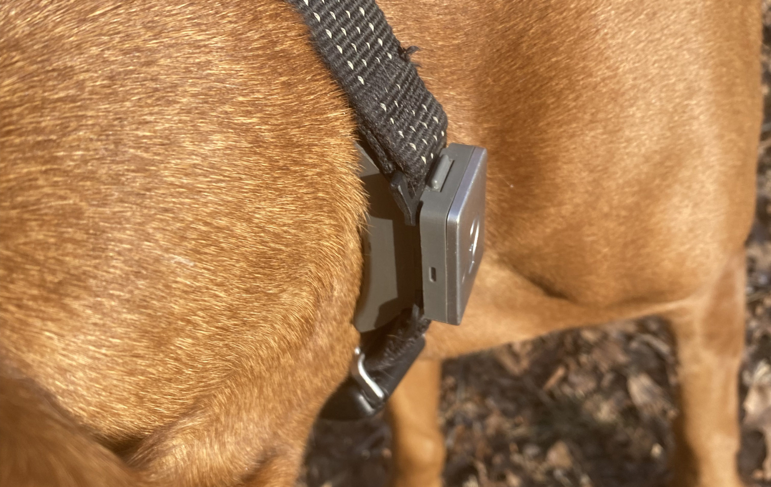 Whistle Switch Smart Dog Collar