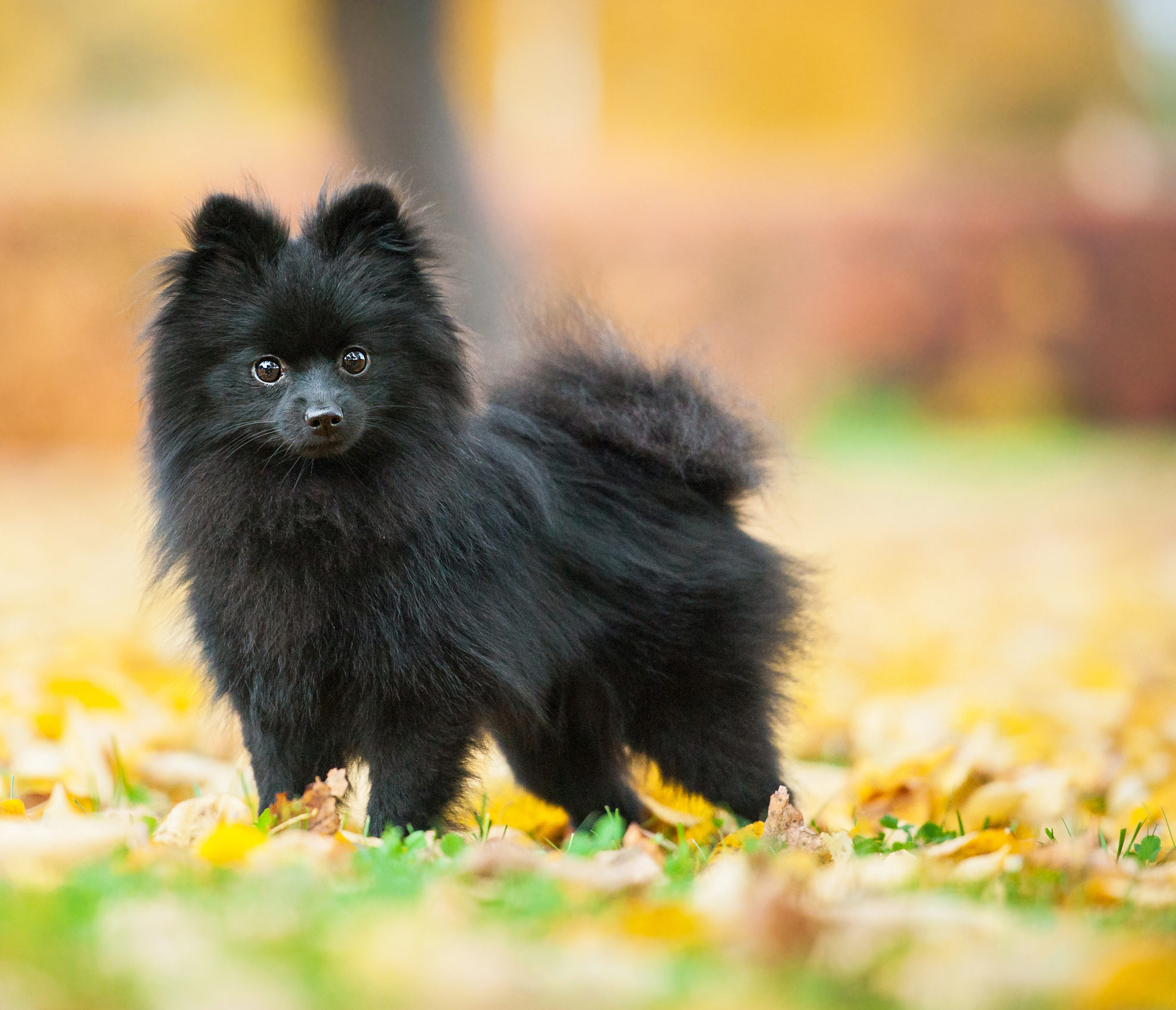 Pomeranian puppy