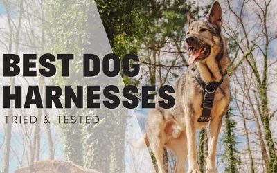 29 Best Dog Harnesses 2024 – By A Professional Trainer (Tried & Tested!)