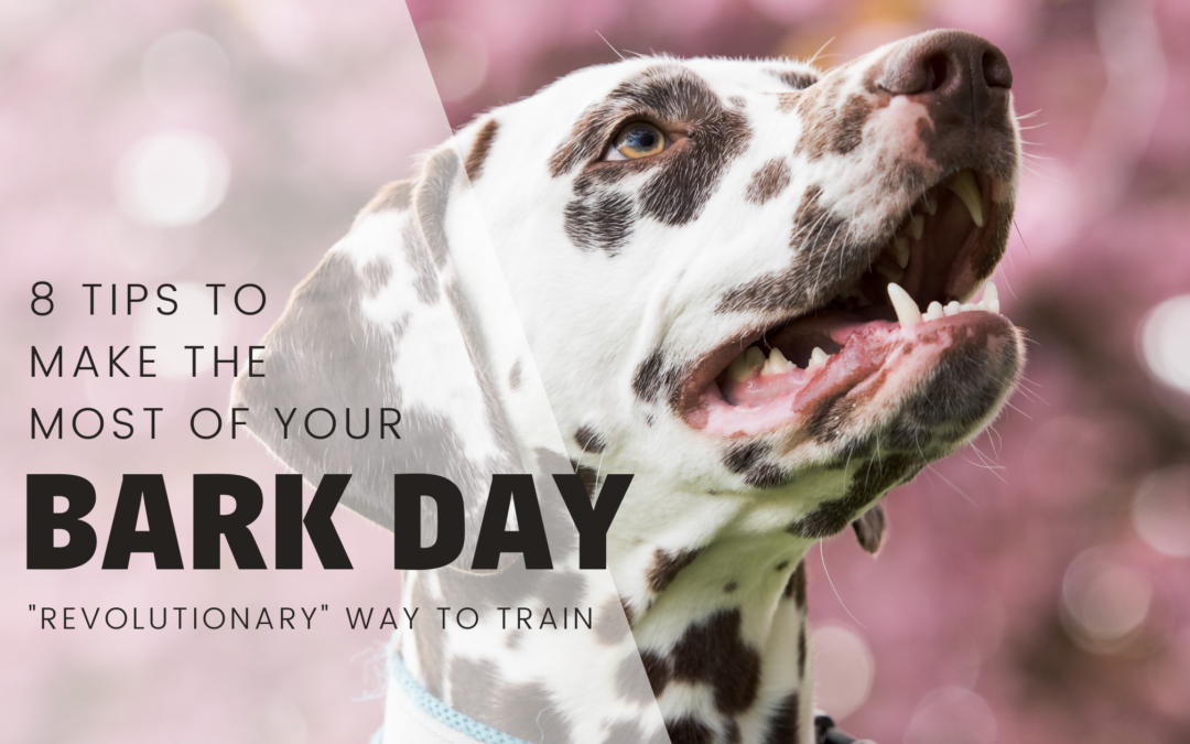 8 Tips To Get The Most Of Your Bark Day!