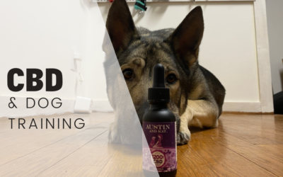 CBD & Training Your Dog – A Comprehensive Guide (With Examples!)