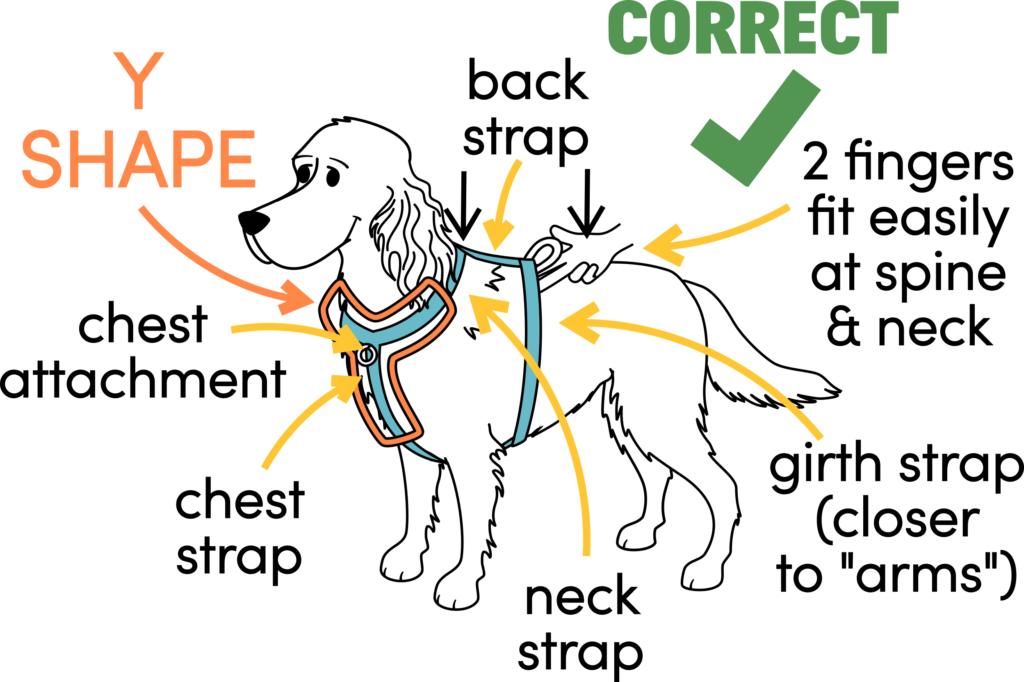 How to correctly fit a harness for your dog