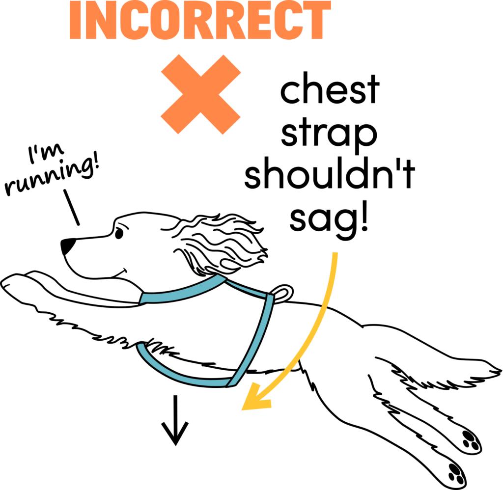 a sagging chest strap is not a good thing to indicate a proper fit on a harness.