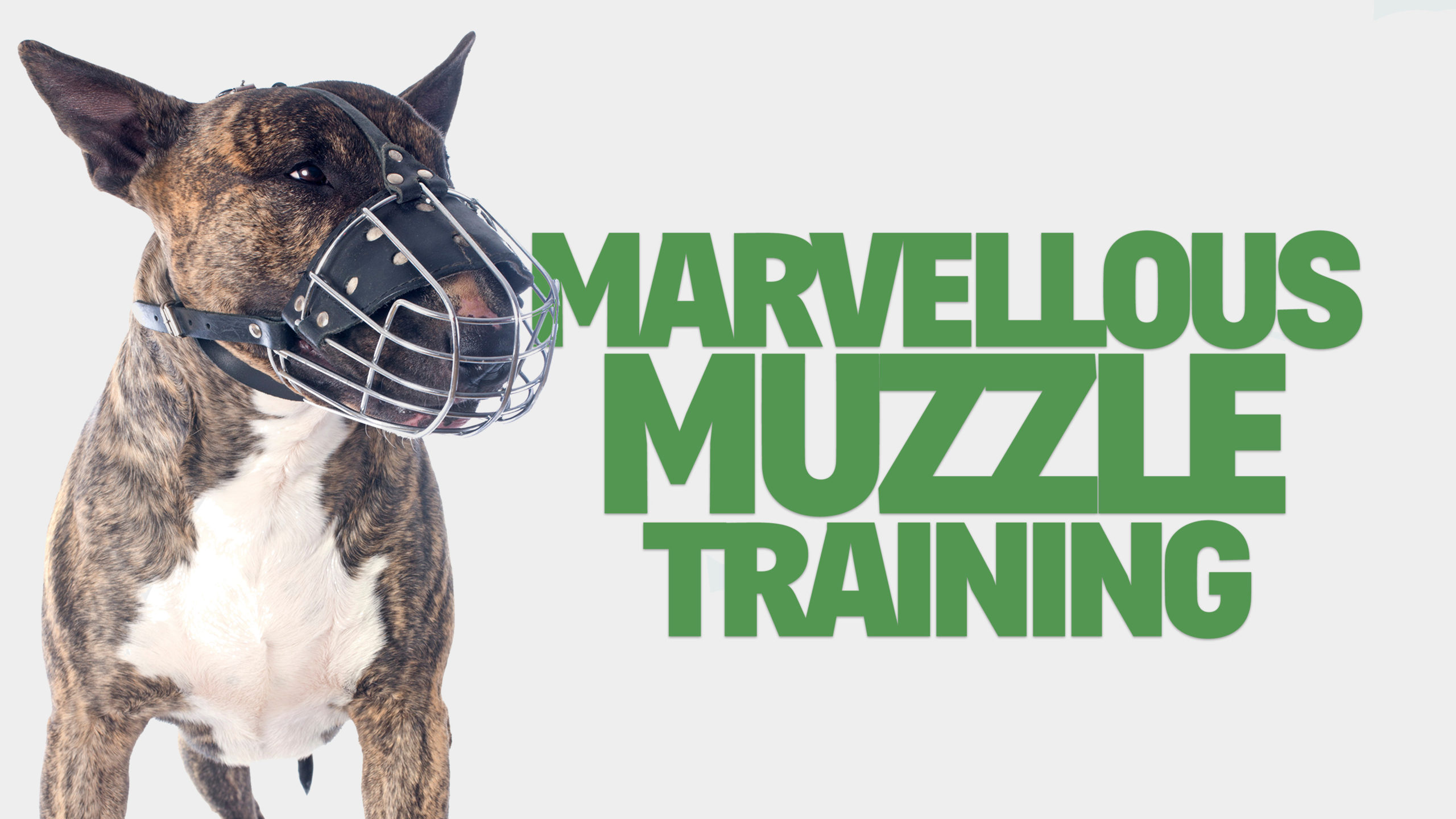 mavelmuzzleweb2
