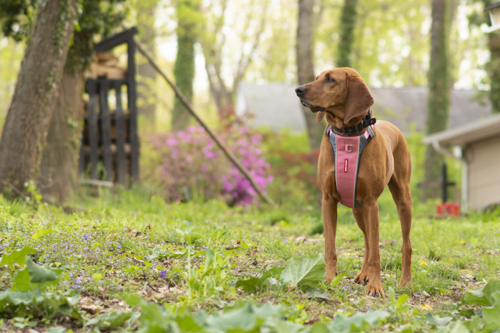 Shelby wearing a pink X-link harness from ezy-dog
