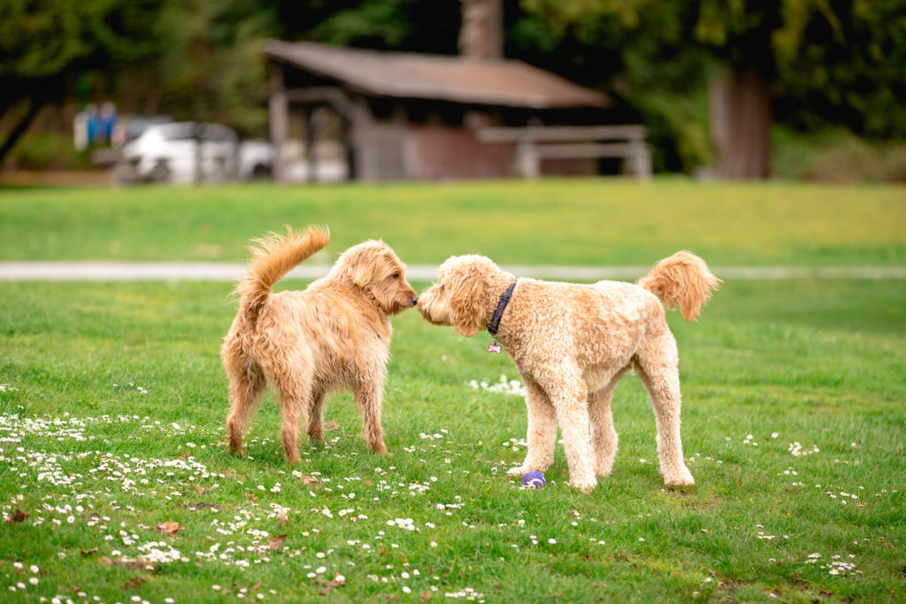 two dogs greeting, slight tension
