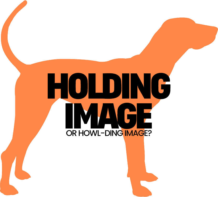 Coonhoundholdingimage