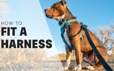 How To Fit A Harness For Your Dog