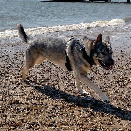 Indie the German shepherd in perfect fit harness at the beach