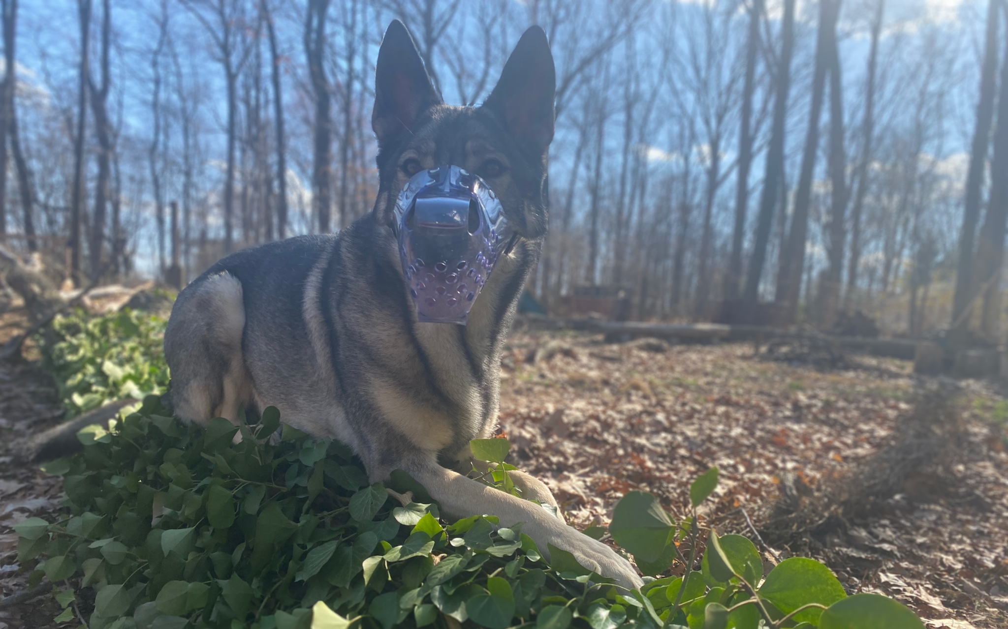 Jafco clear vinyl muzzle review