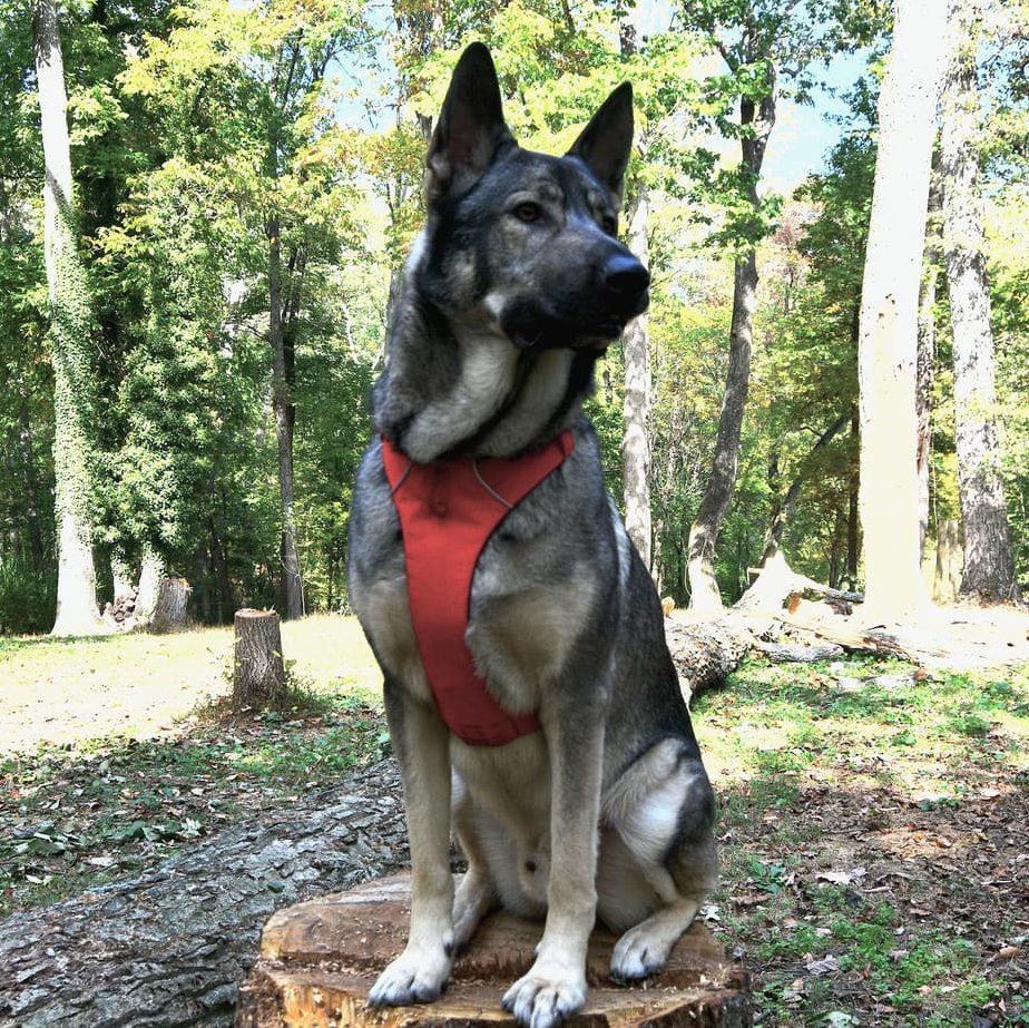 Rebarkable Indie Ruffwear