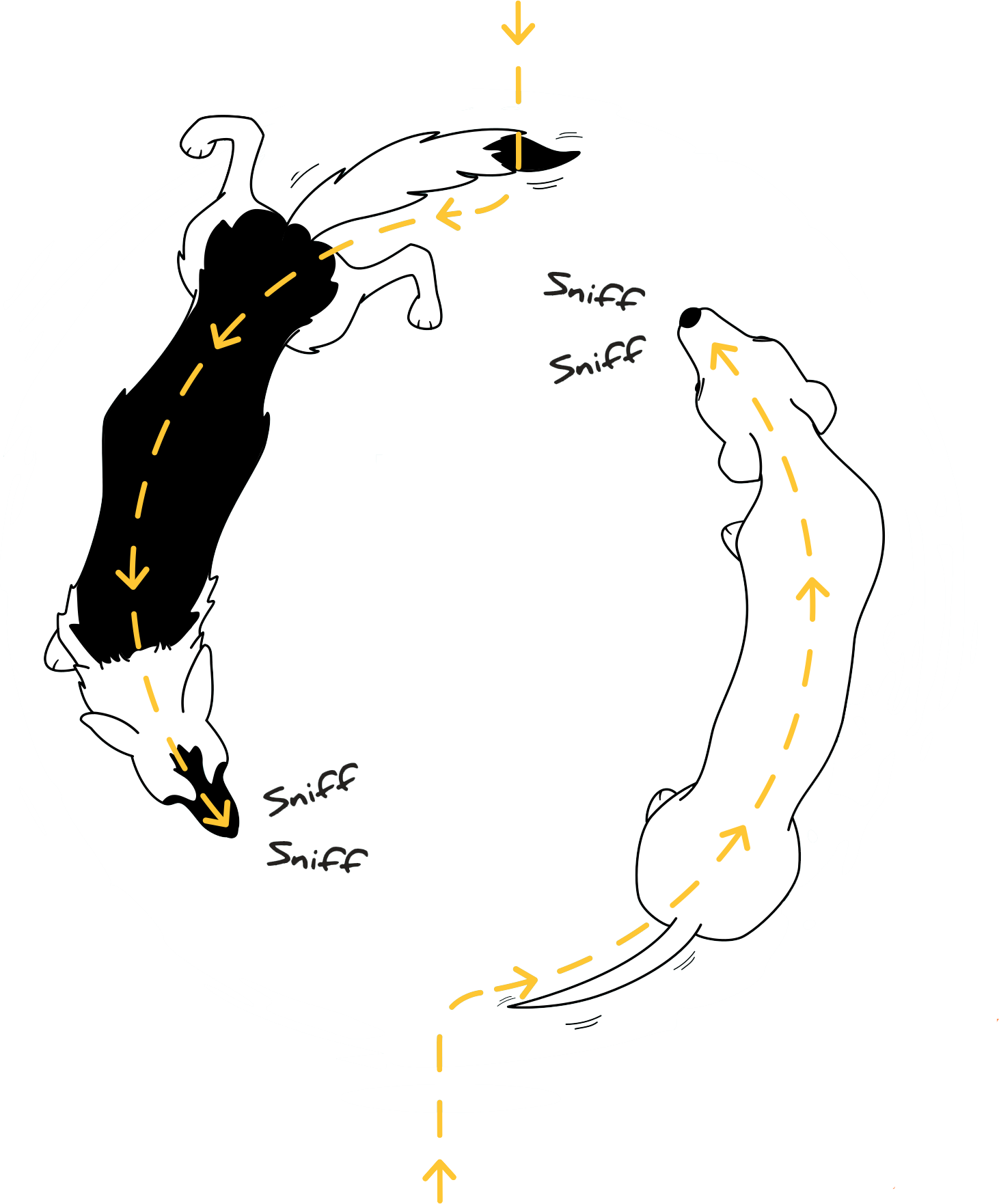 friendly dogs greet on a curve
