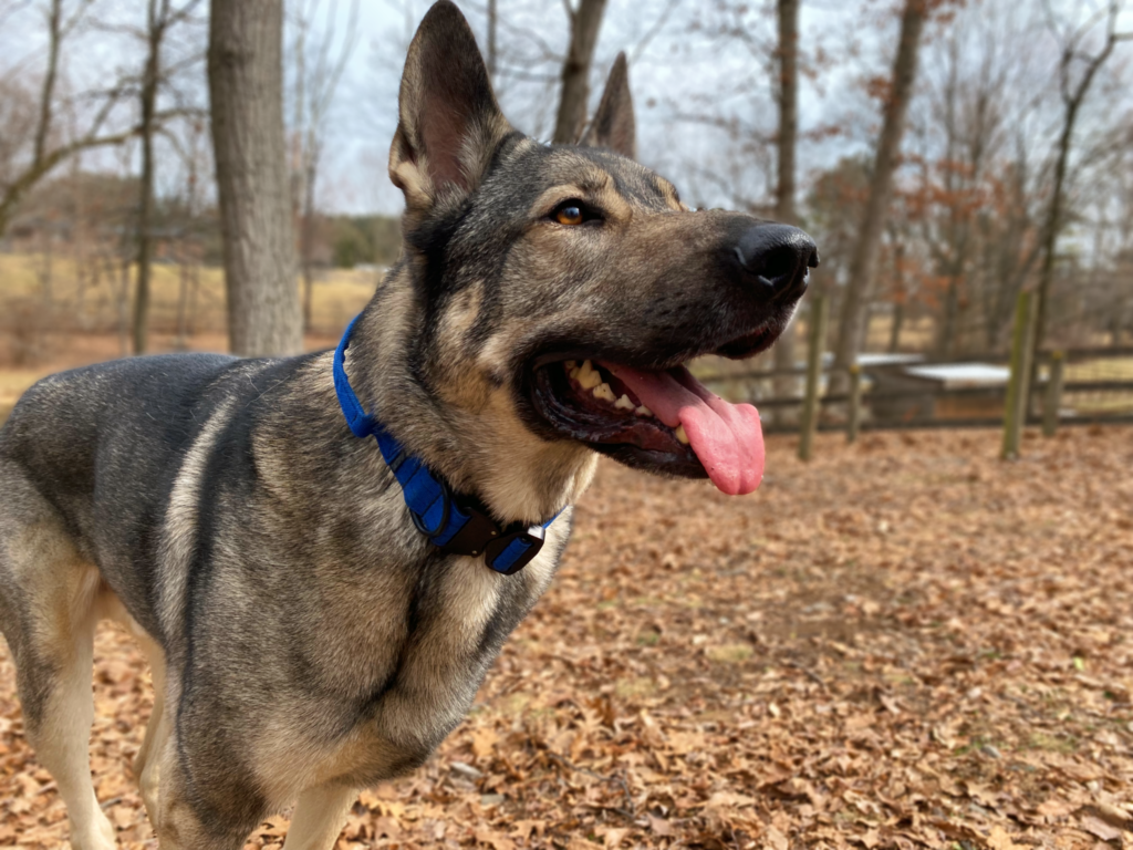 tactipup extreme collar reviewed honest reviews blue cobra clip dog collar