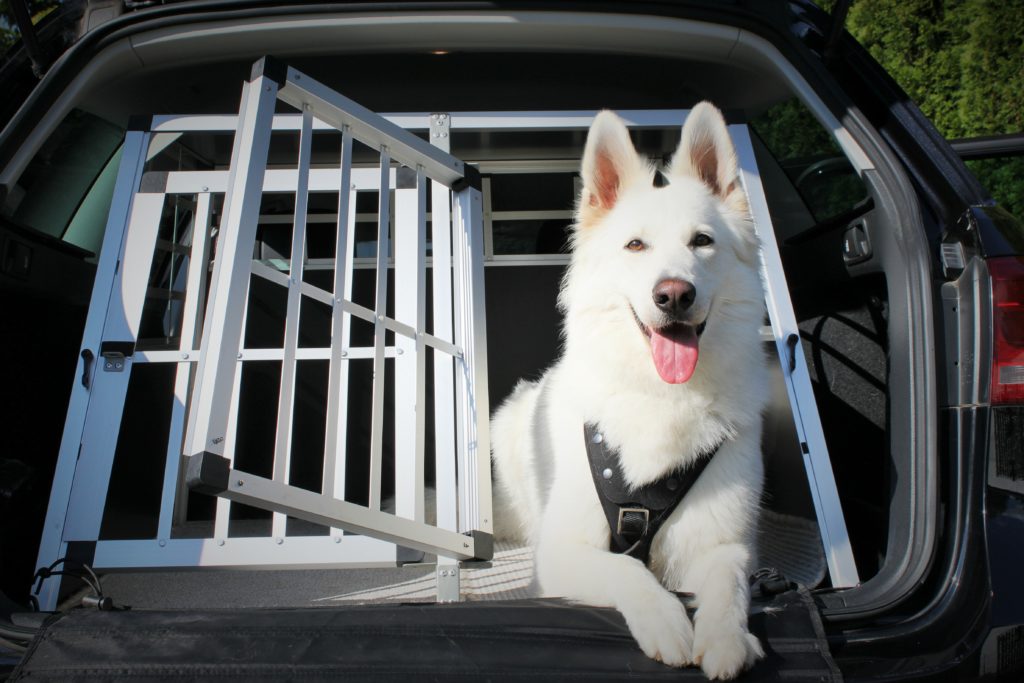 white german shepherd berger blanc suisse in the back of a vehicle in a crate wearing a harness safe car vehicle travel