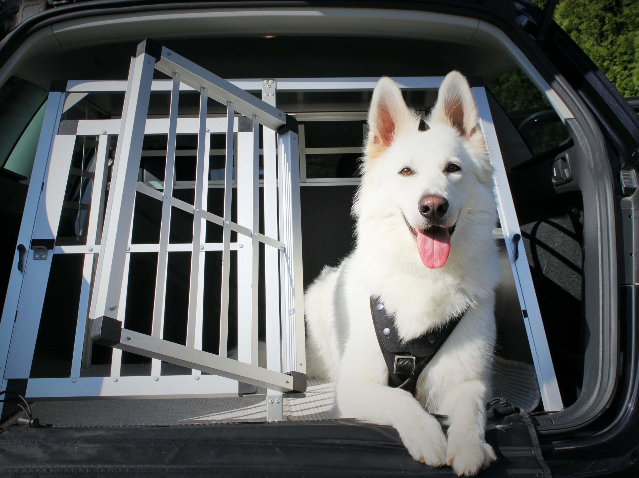 white german shepherd berger blanc suisse in the back of a vehicle in a crate wearing a harness safe car vehicle travel
