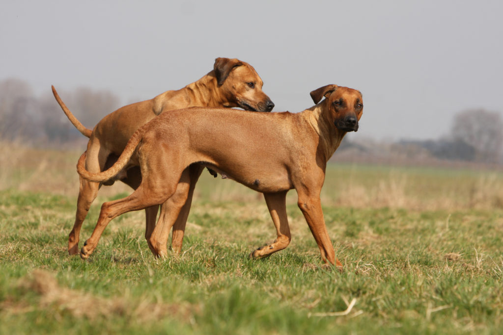 male rhodesian ridgeback dog getting interested in a female who is showing signs of her season estrus heat