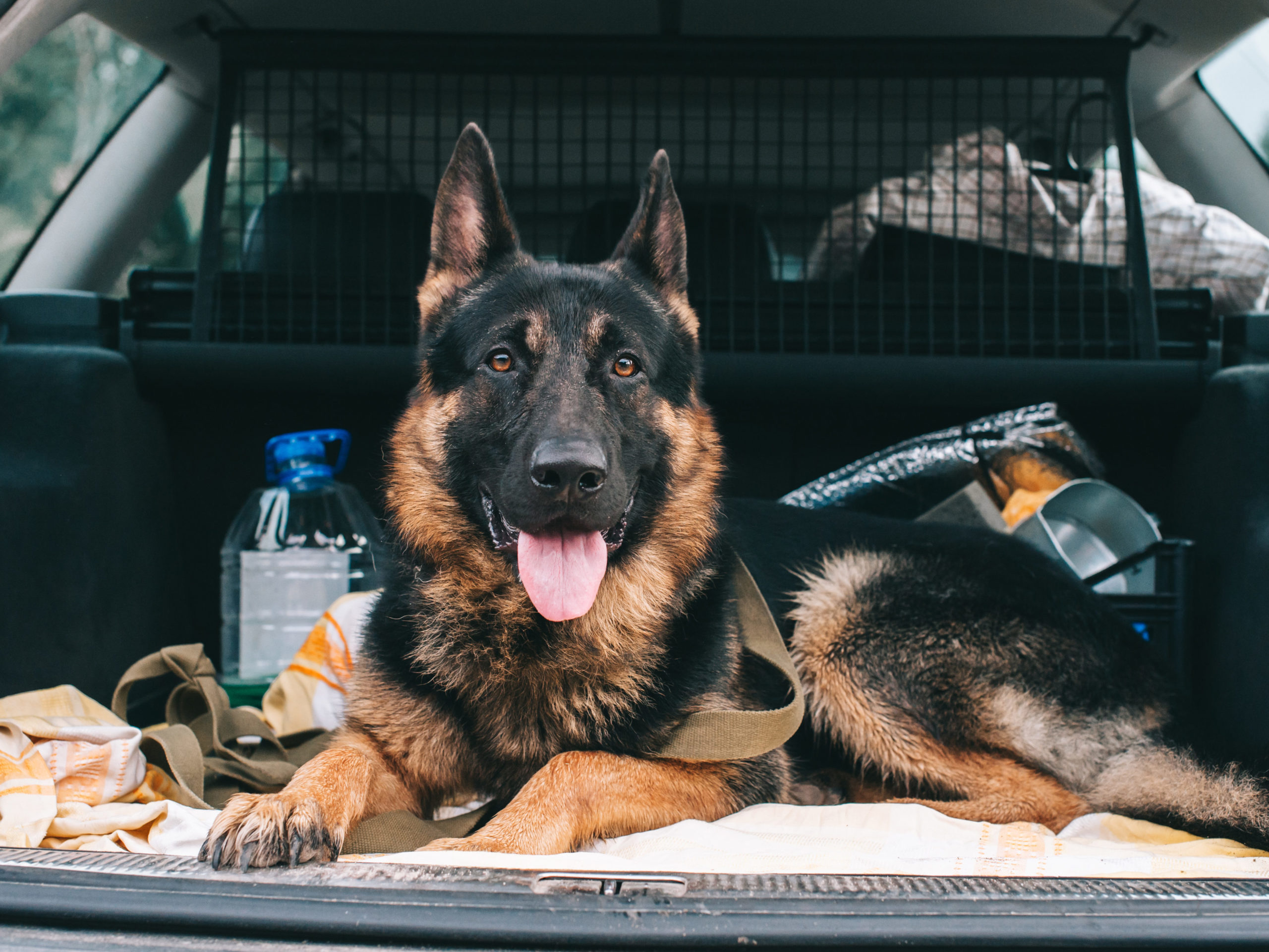 german shepherd in the rear of a vehicle with a boot trunk guard fitted to the car - this allows for safe travel with your dog and can be encorporated into training for car sickness